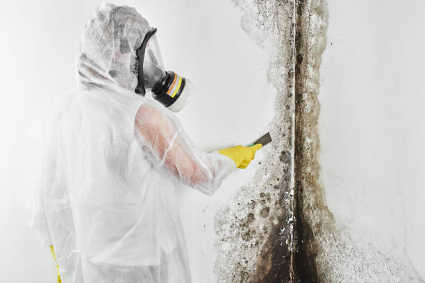 Best Emergency Mold Remediation in Munsey Park, NY