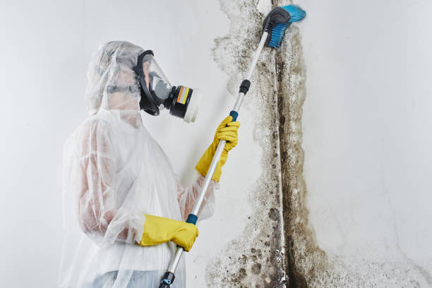 Best Industrial Mold Remediation in Munsey Park, NY