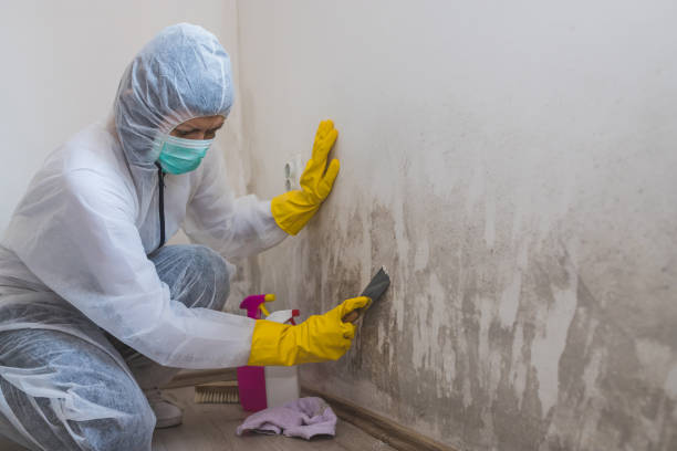 Best Mold Testing and Inspection Services in Munsey Park, NY