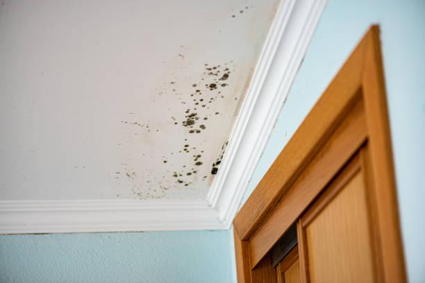 Best Attic Mold Remediation in Munsey Park, NY