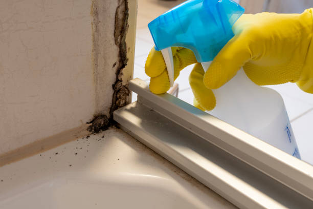 Best Residential Mold Remediation in Munsey Park, NY