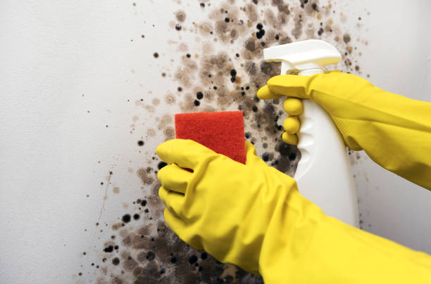 Best Insurance-Related Mold Remediation in Munsey Park, NY