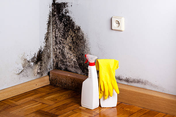 Best Residential Mold Remediation in Munsey Park, NY